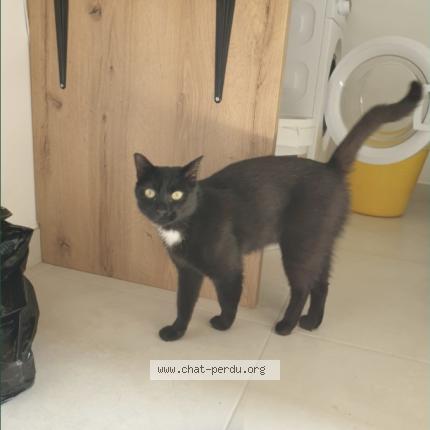 Foto 1/1 Rio Chat perdido en Bonnes