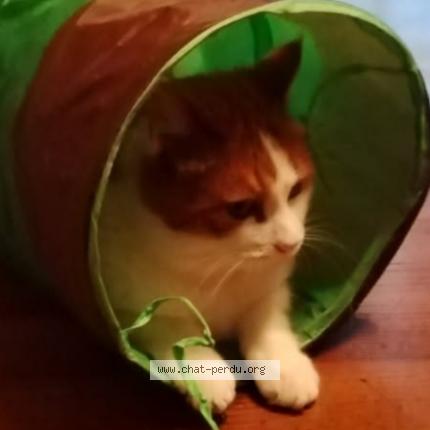 Foto 1/1 Izara Chat perdido en Samadet