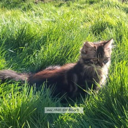 Foto 1/1 Viana Chat perdido en La guerche de bretagne
