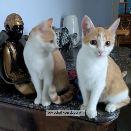 Foto 1/1 Alpine Chat perdido en Villeneuve sur lot