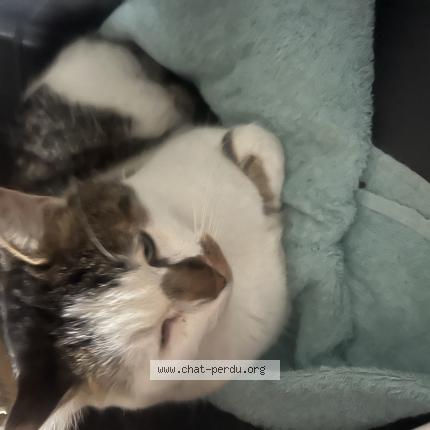 Foto 1/1 Gato encontrado Encontrado en Taverny