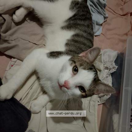 Foto 1/1 Câlin Chat perdido en Jussey