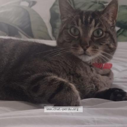 Foto 1/1 Eliot Chat perdido en Generac