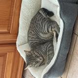 Foto del gato perdido en Villeneuve En Retz