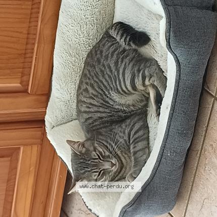 Foto 1/1 Marina Bouanchaud Chat perdido en Villeneuve en retz