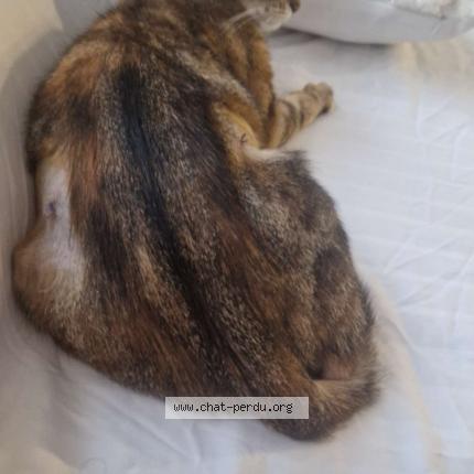 Foto 1/1 Rouquette Chat perdido en Decines charpieu