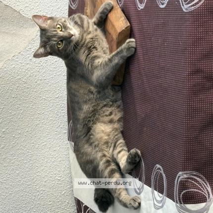 Foto 1/1 Zazou Chat perdido en Tautavel