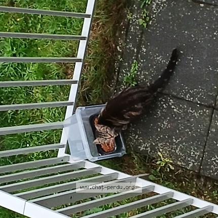 Foto 1/1 Gato encontrado Encontrado en Fismes