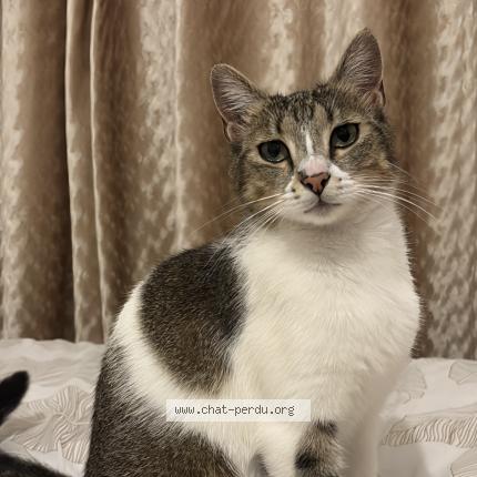 Foto 1/1 Atta Chat perdido en Creteil