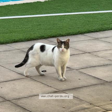 Foto 1/1 Gato encontrado Encontrado en Mimizan