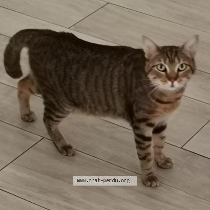 Foto 1/1 Gaia Chat perdido en St rogatien