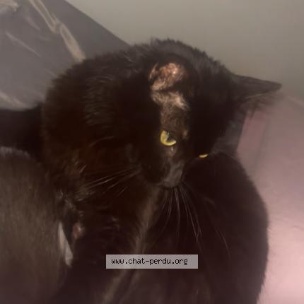 Foto 1/1 bébé minou Chat perdido en L isle d abeau