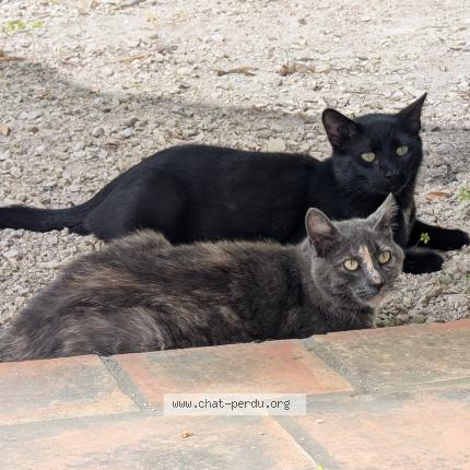 Foto 1/1 Cambouis Chat perdido en Nice