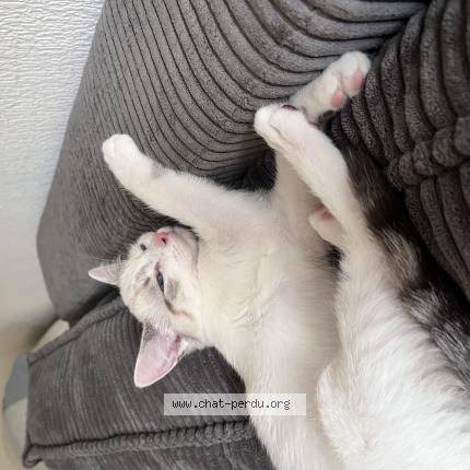 Foto 1/1 Coquinette Chat perdido en Chene bougeries