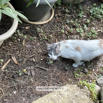 Foto 1/1 Gato encontrado Encontrado en Serres