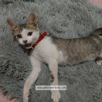 Foto 1/1 FIGACITA Chat perdido en Hurlingham