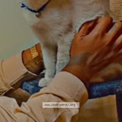 Foto 1/1 Bengous Chat perdido en Sainte suzanne