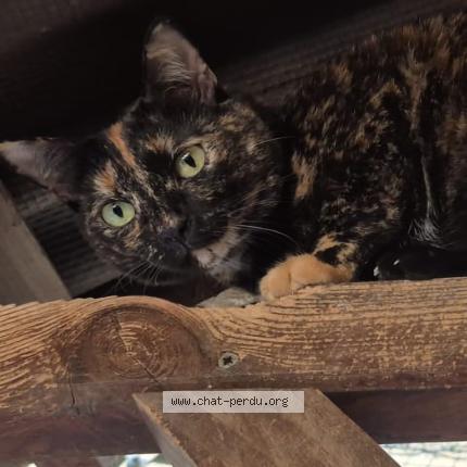 Foto 1/1 Plume Chat perdido en 30900 nimes