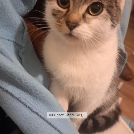 Foto 1/1 Bella Chat perdido en Angers