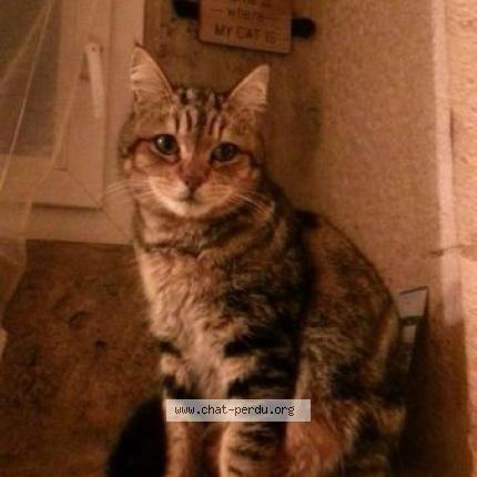 Foto 1/4 Marley Chat perdido en Fontanes