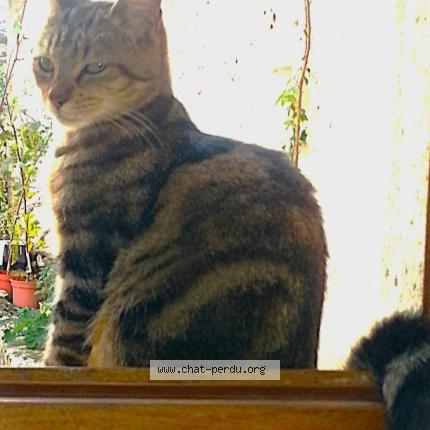 Foto 2/4 Marley Chat perdido en Fontanes