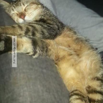 Foto 3/4 Marley Chat perdido en Fontanes