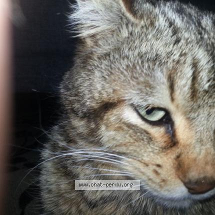 Foto 4/4 Marley Chat perdido en Fontanes