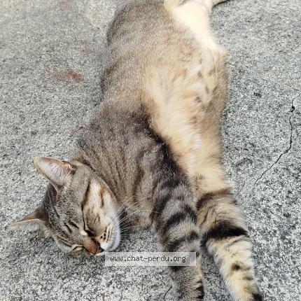 Foto 1/1 Pop Chat perdido en Rive de gier