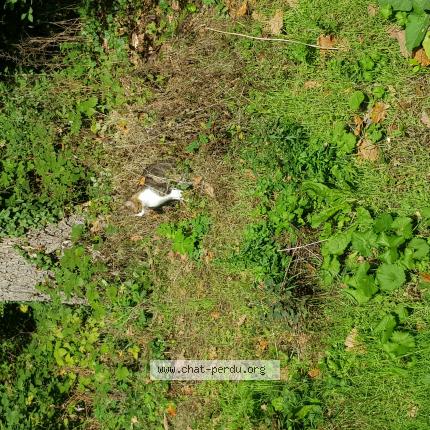 Foto 1/1 Gato encontrado Encontrado en Paris