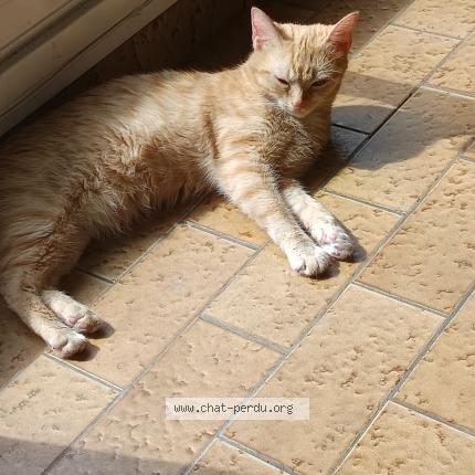 Foto 1/1 Xena Chat perdido en Pouzauges