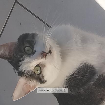 Foto 1/1 Moustache Chat perdido en Fournes en weppes