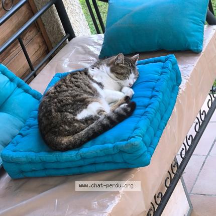 Foto 1/1 Léna Chat perdido en Lancons de provence