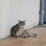 Foto del gato perdido en Saint Sulpice Et Cameyrac