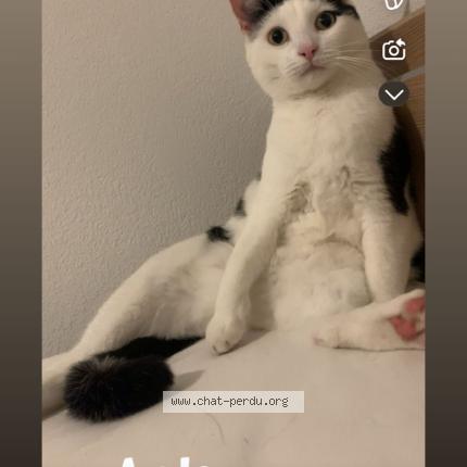 Foto 1/1 Haribo Chat perdido en Agde