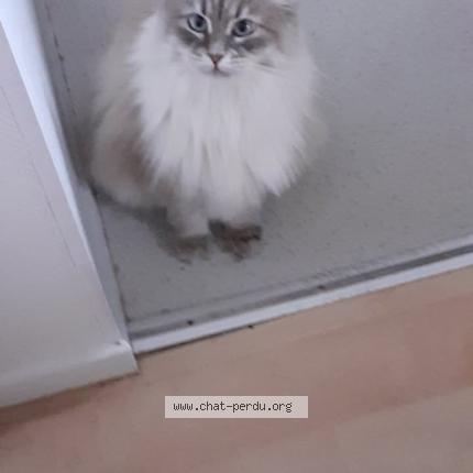 Foto 1/1 C&acirc;line Chat perdido en Villeneuve d ascq