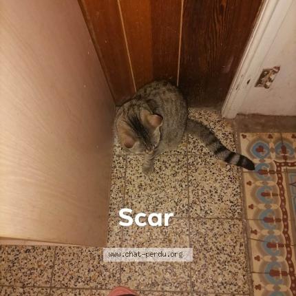Foto 1/1 Scar Chat perdido en Erquelinne