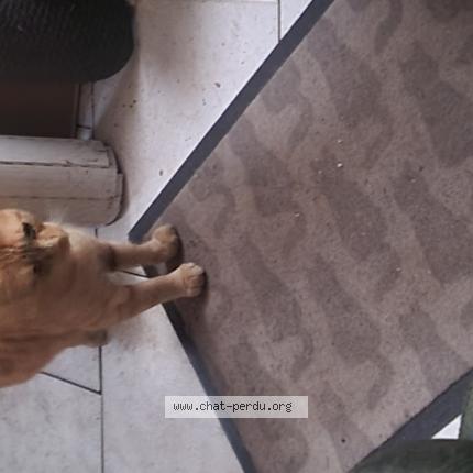 Foto 1/1 Kiki Kiki d'amour Chat perdido en Saint quentin