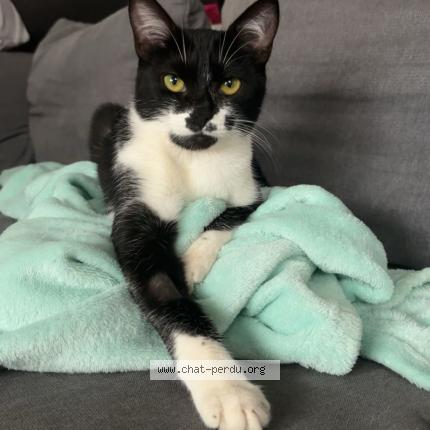 Foto 1/1 Mimi Chat perdido en L arbresle