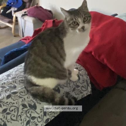 Foto 1/1 Rose Chat perdido en Valence