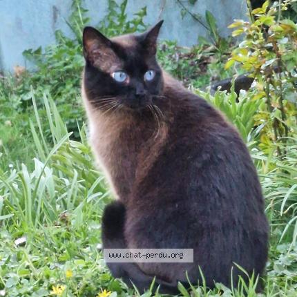 Foto 1/1 Minou Chat perdido en Masleon