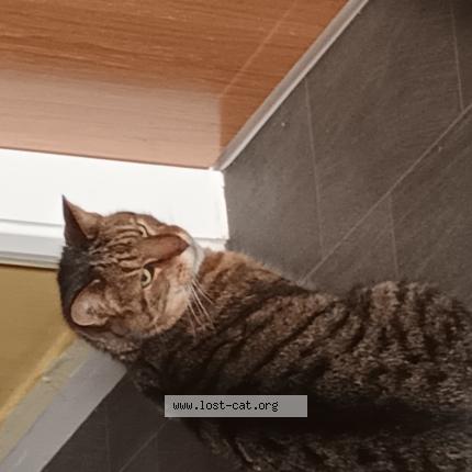 Foto 1/1 Gato encontrado Encontrado en Antrim