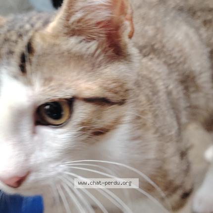 Foto 1/1 Pirate Chat perdido en Montpellier