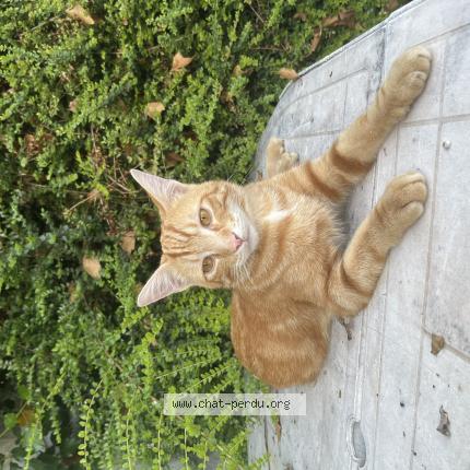 Foto 1/1 Willow Chat perdido en Asnieres la giraud