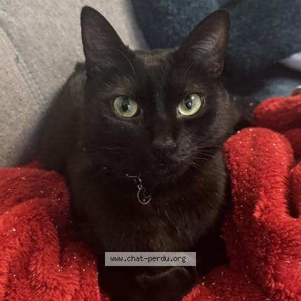 Foto 1/1 Spooky Chat perdido en Argenteuil