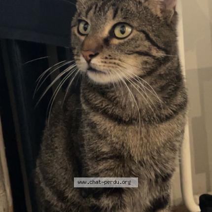 Foto 1/1 Peper Chat perdido en Kain