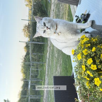 Foto 1/1 Simba Chat perdido en Saanichton