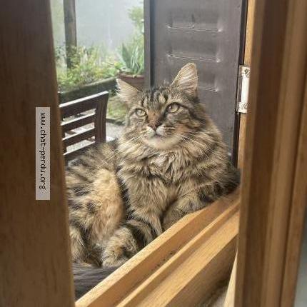 Foto 1/1 Uguette Chat perdido en Vollore montagne