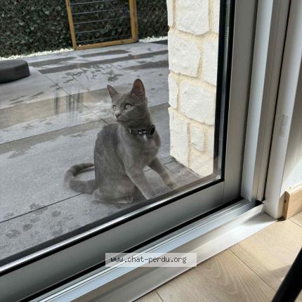 Foto 1/1 Tomi Chat perdido en Epinal