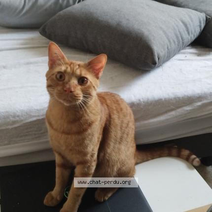 Foto 1/1 Whisky Chat perdido en Sorgues