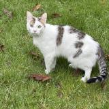 Foto del gato perdido en Angers